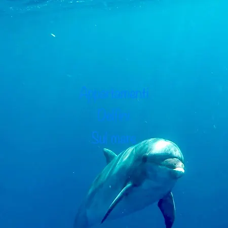 Delfino Azzurro * Golfo Aranci