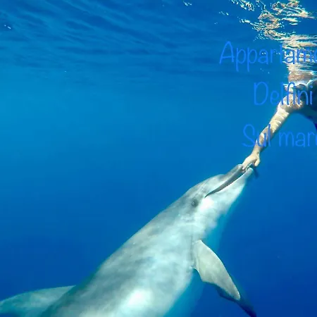 Delfino Azzurro * Golfo Aranci